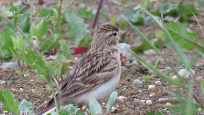 Greater Short-toed Lark