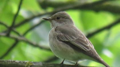 Spotted Flycatcher