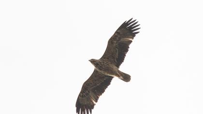 Eastern Imperial Eagle