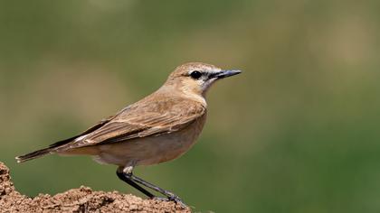 Isabelline Wheatear