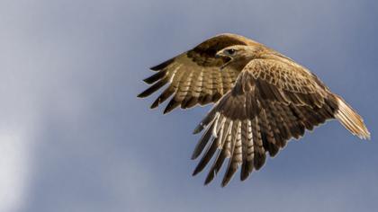 Long-legged Buzzard