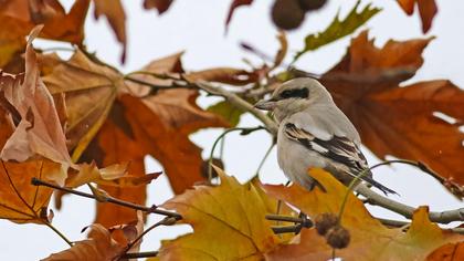 Great Grey Shrike