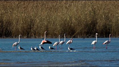 Greater Flamingo