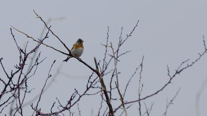 Brambling