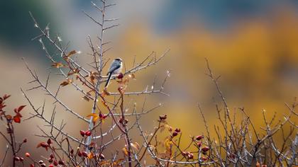 Long-tailed Tit
