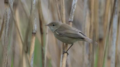 Marsh Warbler