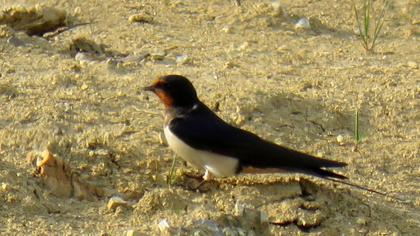 Barn Swallow
