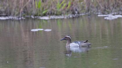 Garganey