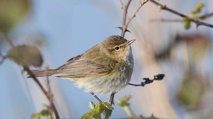 Common Chiffchaff