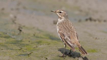 Water Pipit