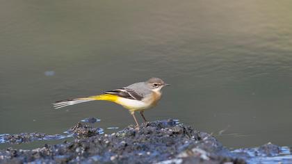 Grey Wagtail