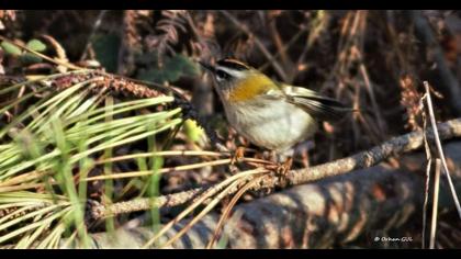 Common Firecrest