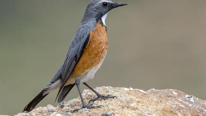 White-throated Robin