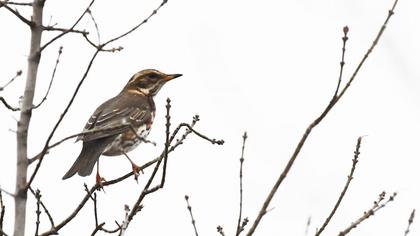 Redwing