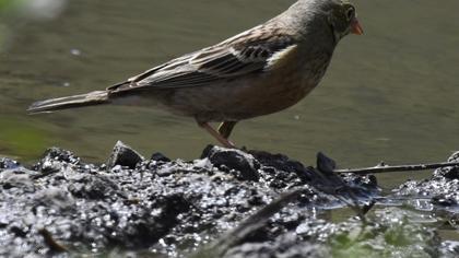 Grey-necked Bunting