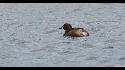 Little Grebe