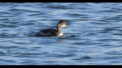 Black-necked Grebe