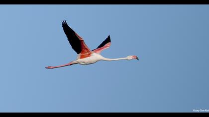 Greater Flamingo
