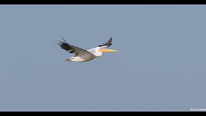 Great White Pelican