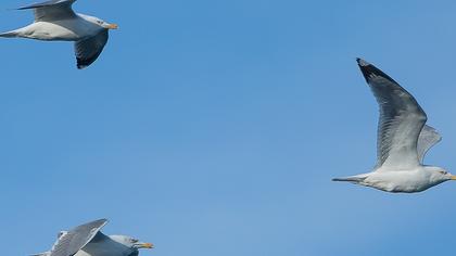 European Herring Gull