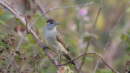 Eurasian Blackcap