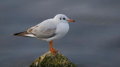 Black-headed Gull