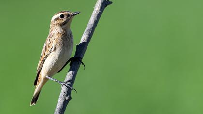 Whinchat