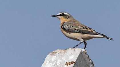 Northern Wheatear