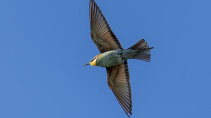 European Bee-eater