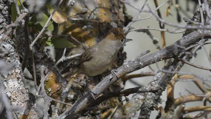 Eurasian Blackcap