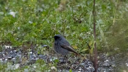Black Redstart