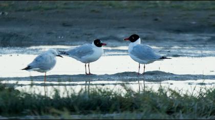 Slender-billed Gull