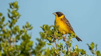 Black-headed Bunting
