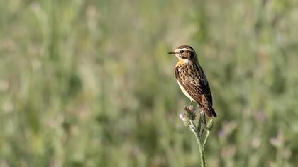 Whinchat