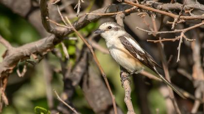 Masked Shrike