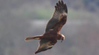 Western Marsh Harrier