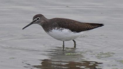 Green Sandpiper