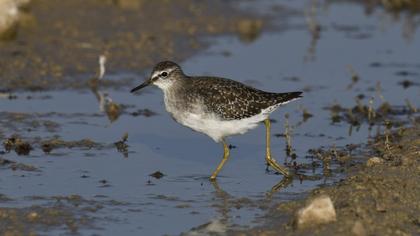 Wood Sandpiper