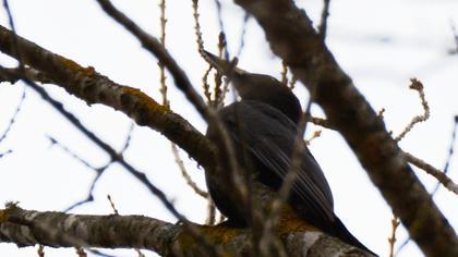 Black Woodpecker