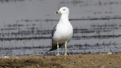 Armenian Gull