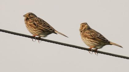 Corn Bunting