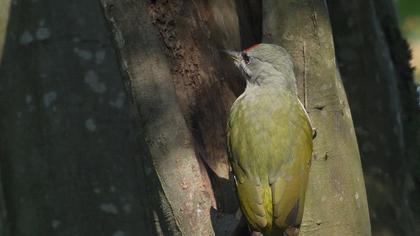 Küçük yeşil ağaçkakan