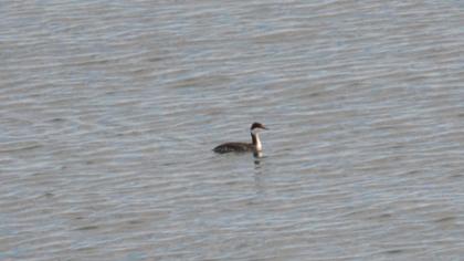 Horned Grebe