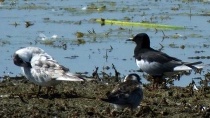 White-winged Tern