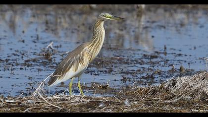 Squacco Heron