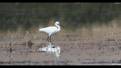 Little Egret