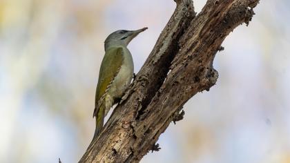 Grey-headed Woodpecker