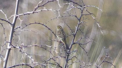 Yellowhammer