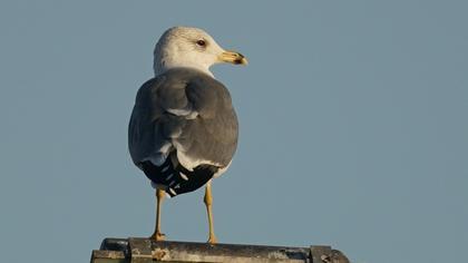 Armenian Gull