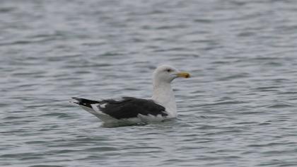 Great Black-backed Gull